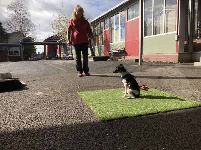 Dog Obedience Classes Leader of the Pack Dog Obedience