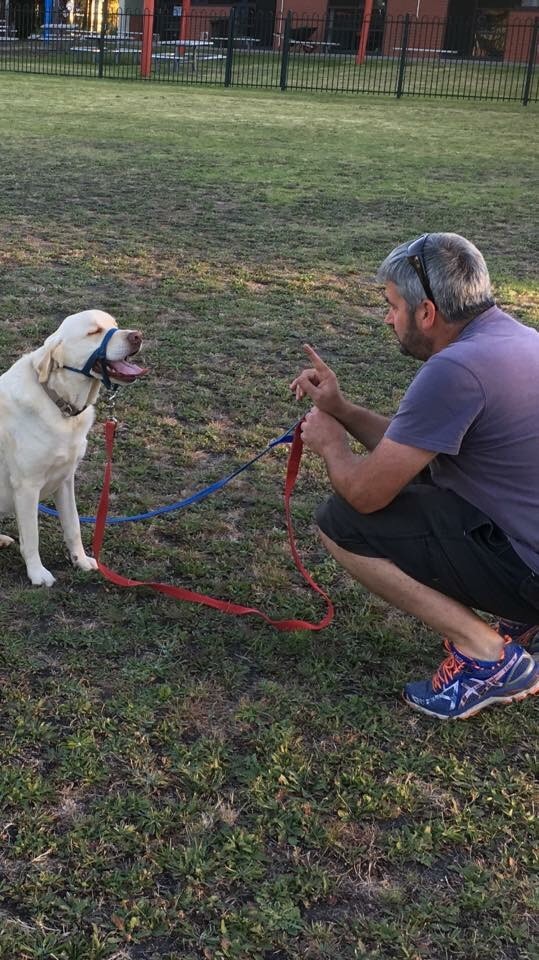 Dog Obedience Classes Leader of the Pack Dog Obedience